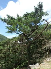 Pinus luchuensis