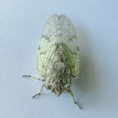 Nosola paradoxa