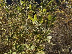 Salix appendiculata
