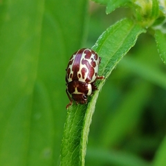 Calligrapha limbaticollis