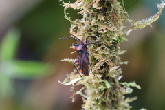 Spartocera pantomima