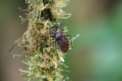 Spartocera pantomima