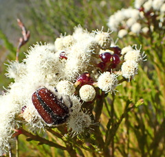 Trichostetha capensis hottentotta