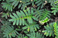 Pleopeltis minima