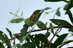 Phylloscopus borealis