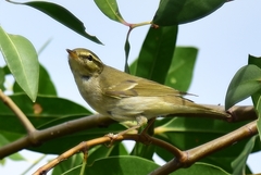 Phylloscopus borealis