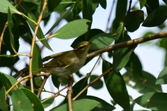 Phylloscopus borealis