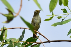 Phylloscopus borealis