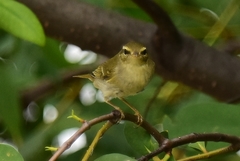 Phylloscopus borealis