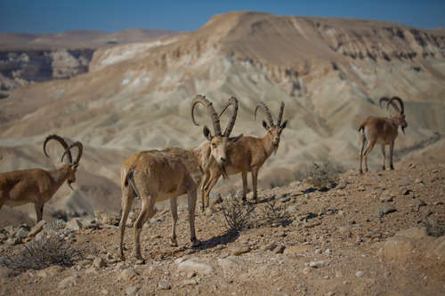 Nubian Ibex