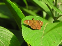 Celaenorrhinus fusca