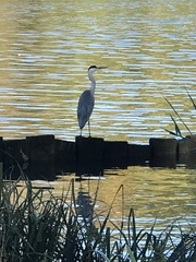 Ardea cinerea