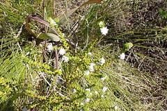 Phylica debilis debilis