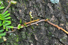Pleopeltis minima
