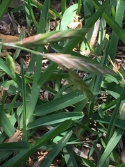 Bromus catharticus