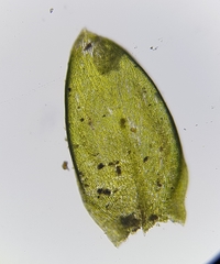 Rhynchostegium murale