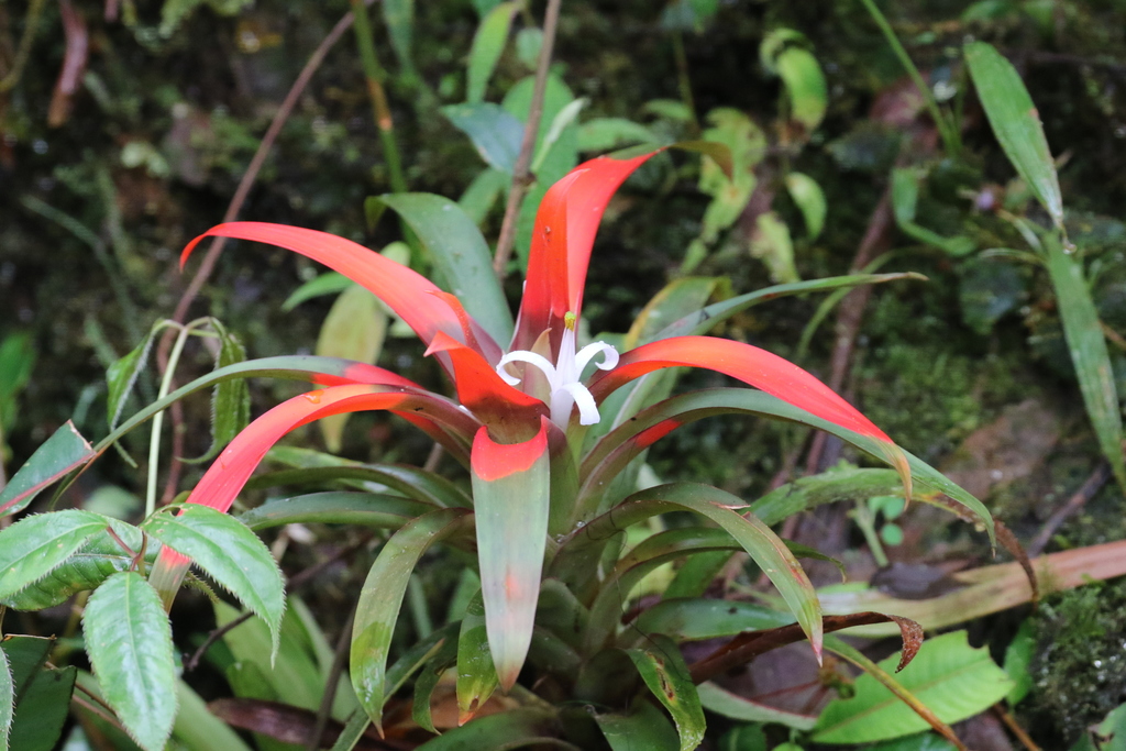 Guzmania nidularioides