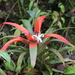 Guzmania nidularioides - Photo (c) Jonathan M, some rights reserved (CC BY-NC), uploaded by Jonathan M