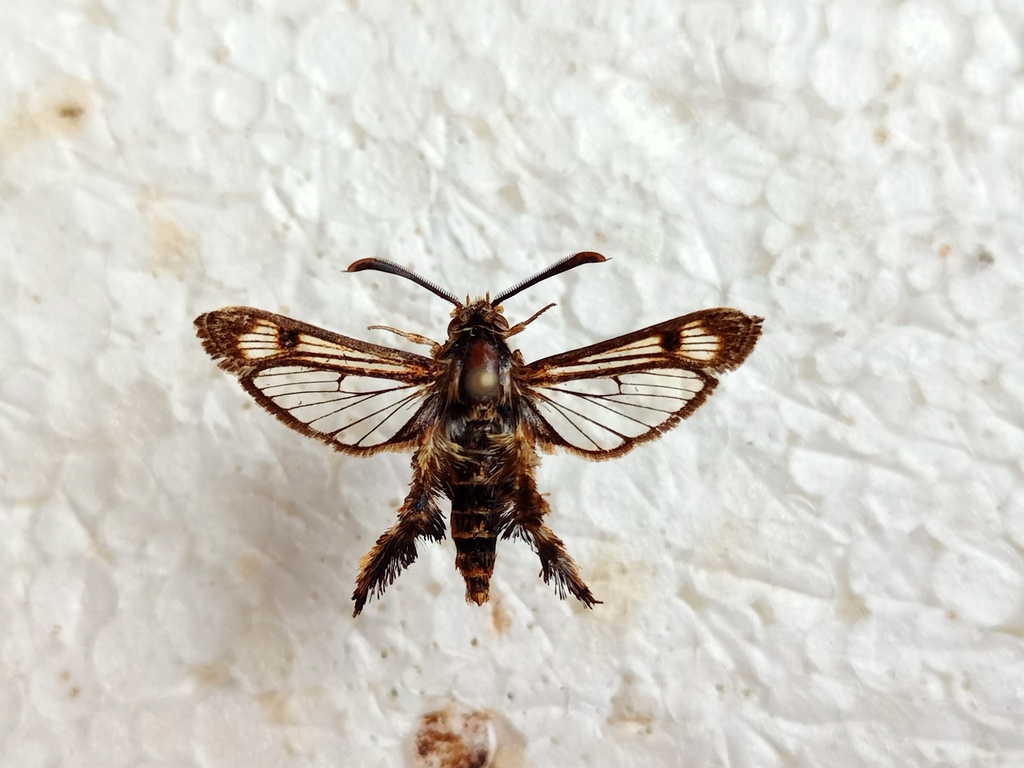 Melittia moni
