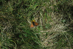 Boloria pales