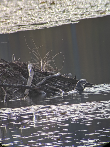 North American River Otter photographed in Pennsylvania