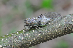 Parnisa