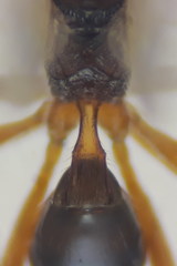 Townesilitus aemulus