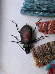 Calosoma alternans