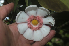 Clusia palmicida