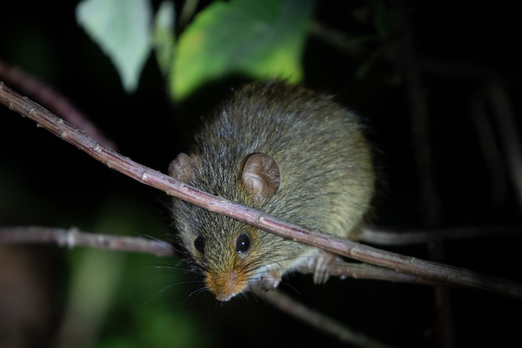Common Oenomys