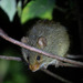 Common Rufous-nosed Rat - Photo (c) Stratton Hatfield, some rights reserved (CC BY-NC), uploaded by Stratton Hatfield