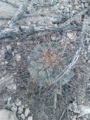 Thelocactus hexaedrophorus