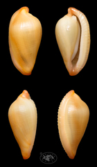Carpiscula procera
