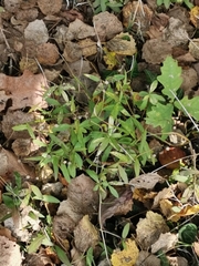 Floerkea proserpinacoides