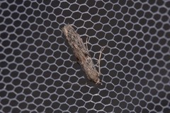 Meyrickiella homosema