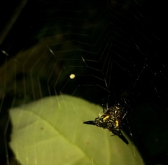Micrathena stuebeli
