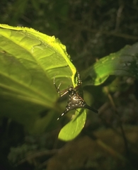 Micrathena stuebeli