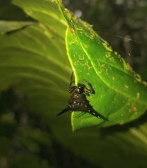 Micrathena stuebeli