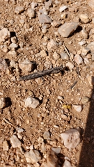 Litaneutria ocularis