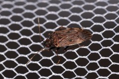 Neolethaeus tenebrosus