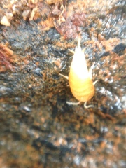 Atelurinae