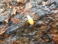 Atelurinae