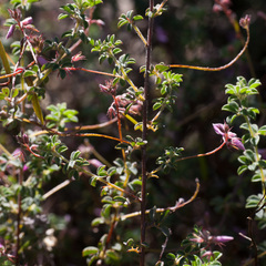 Indigofera alopecuroides