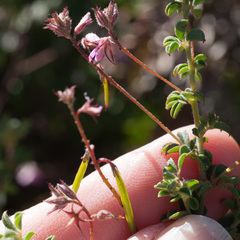 Indigofera alopecuroides