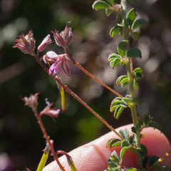 Indigofera alopecuroides