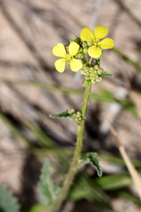 Erucastrum strigosum