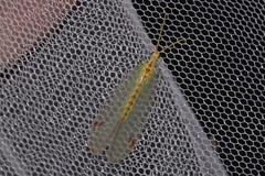Norfolius howensis