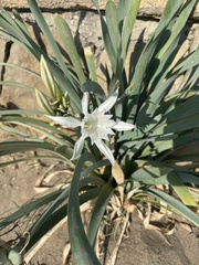 Pancratium maritimum