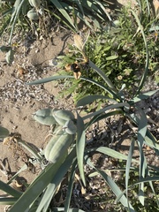 Pancratium maritimum