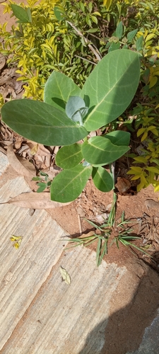 Calotropis procera image